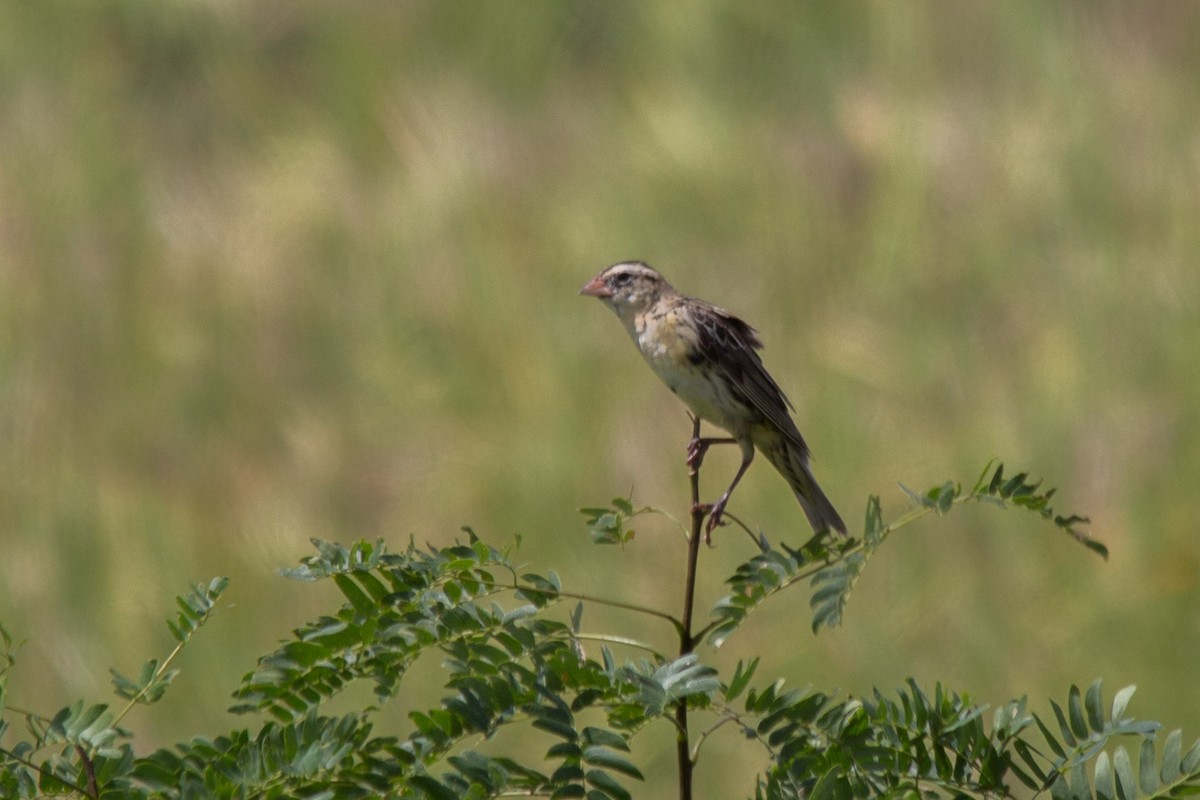 Bobolink - João Vitor Andriola