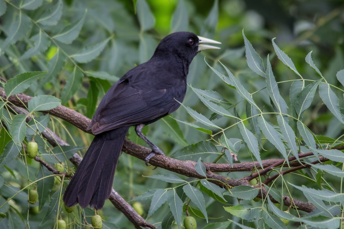 Solitary Black Cacique - João Vitor Andriola