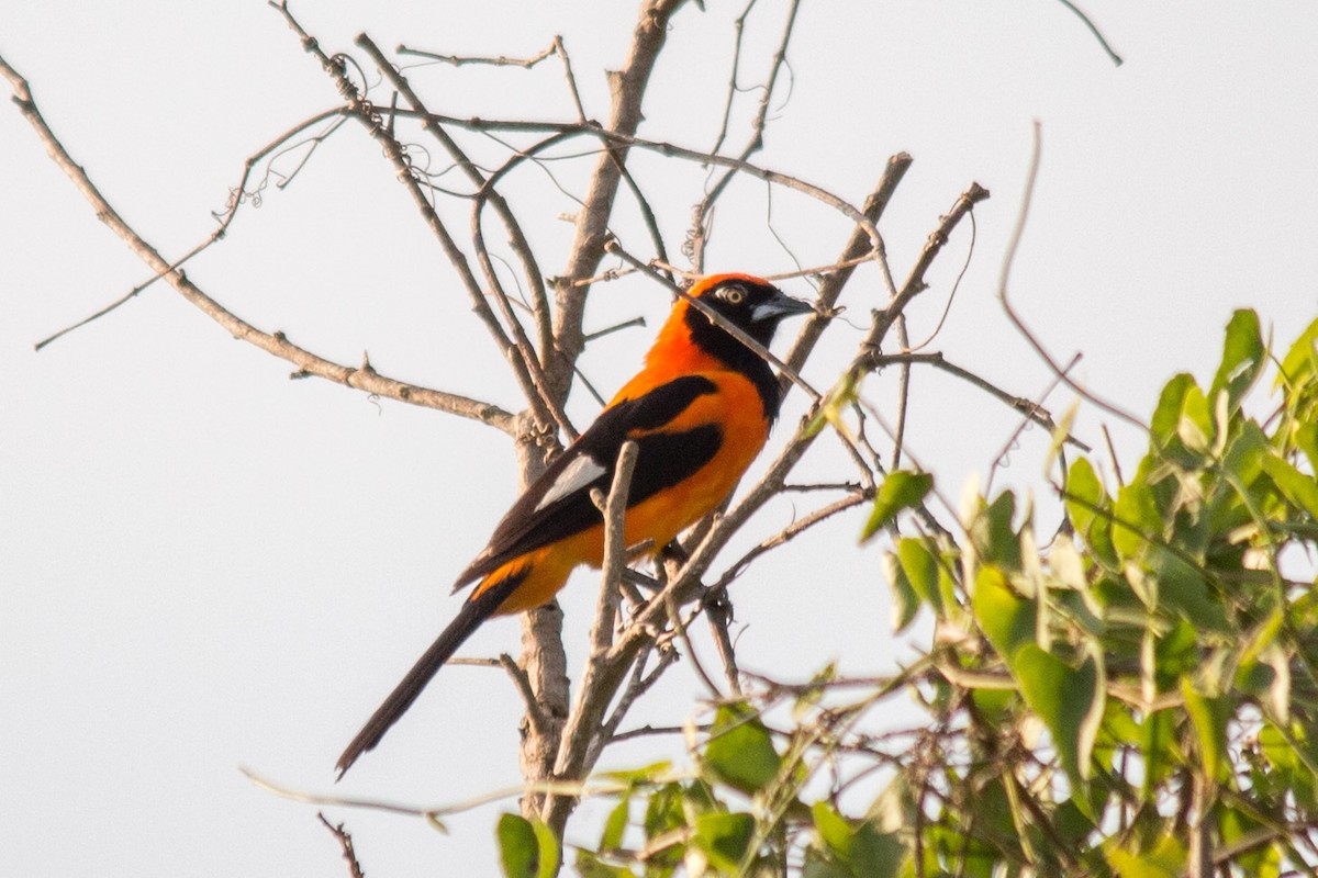 Orange-backed Troupial - ML76209431