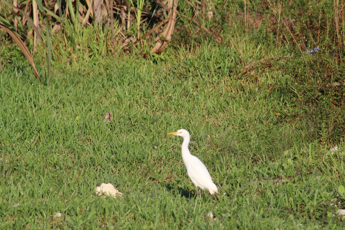 Western Cattle-Egret - ML76209461