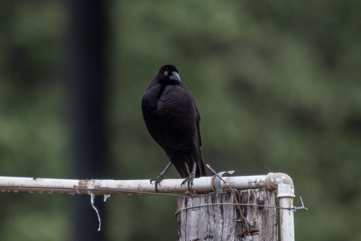 Giant Cowbird - ML76209521