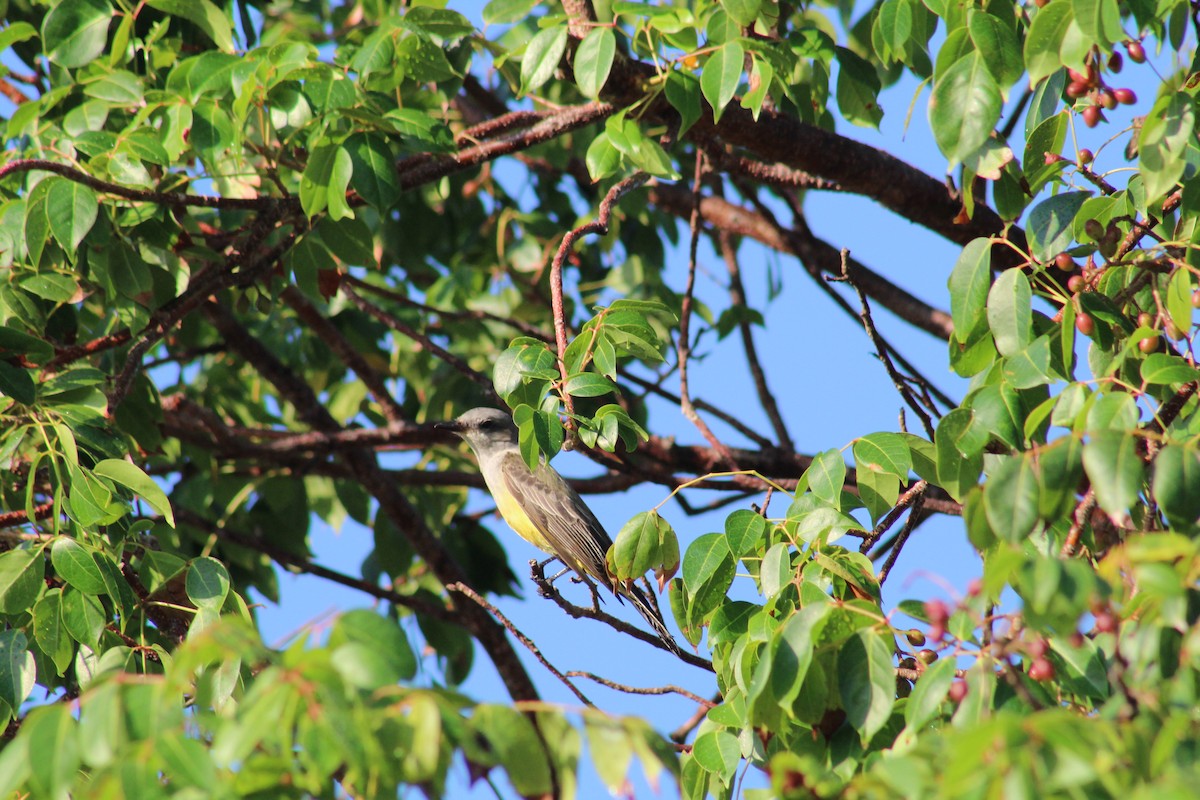 Western Kingbird - ML76209901