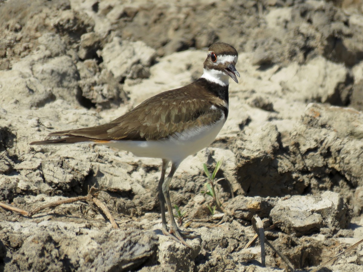 Killdeer - John van Dort