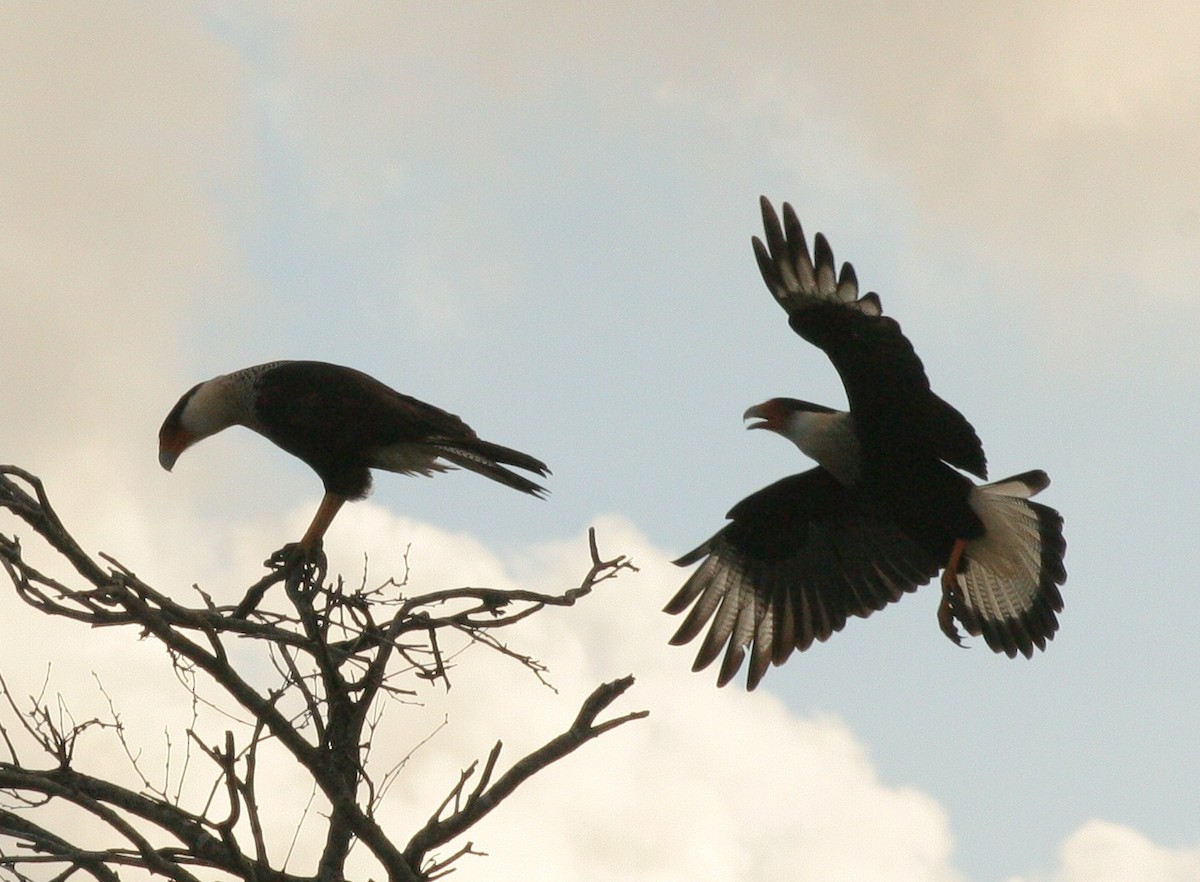 Caracara huppé (cheriway) - ML76212071