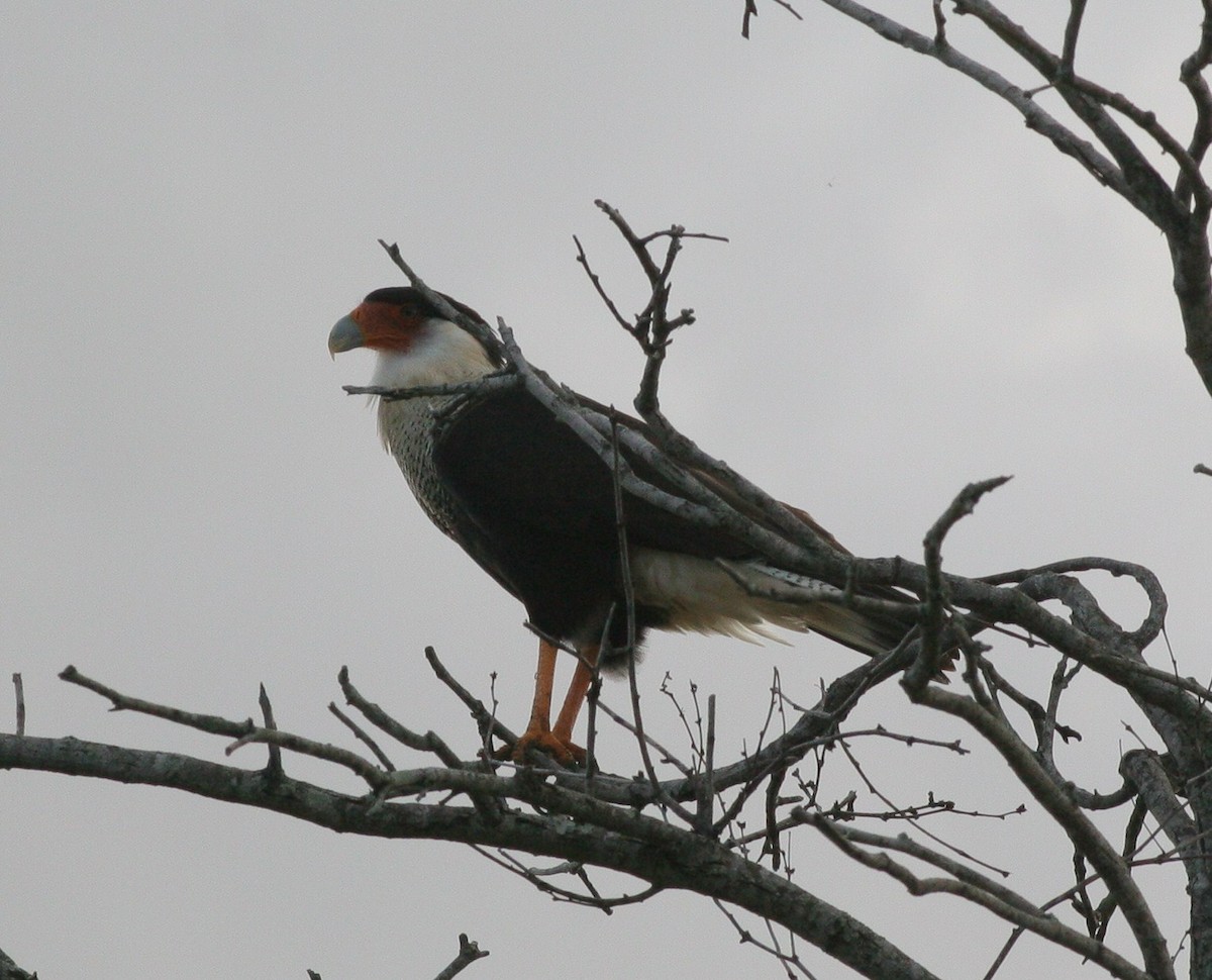 Caracara huppé (cheriway) - ML76212081