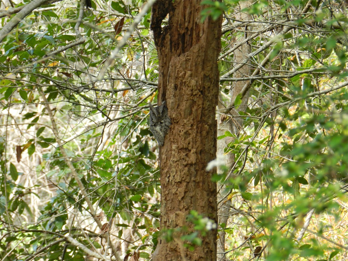 Eastern Screech-Owl - ML76212291