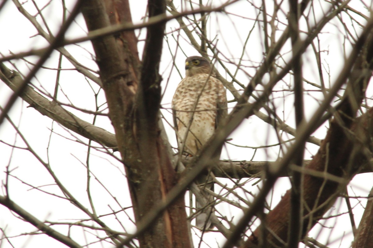 Sharp-shinned Hawk - ML76212631