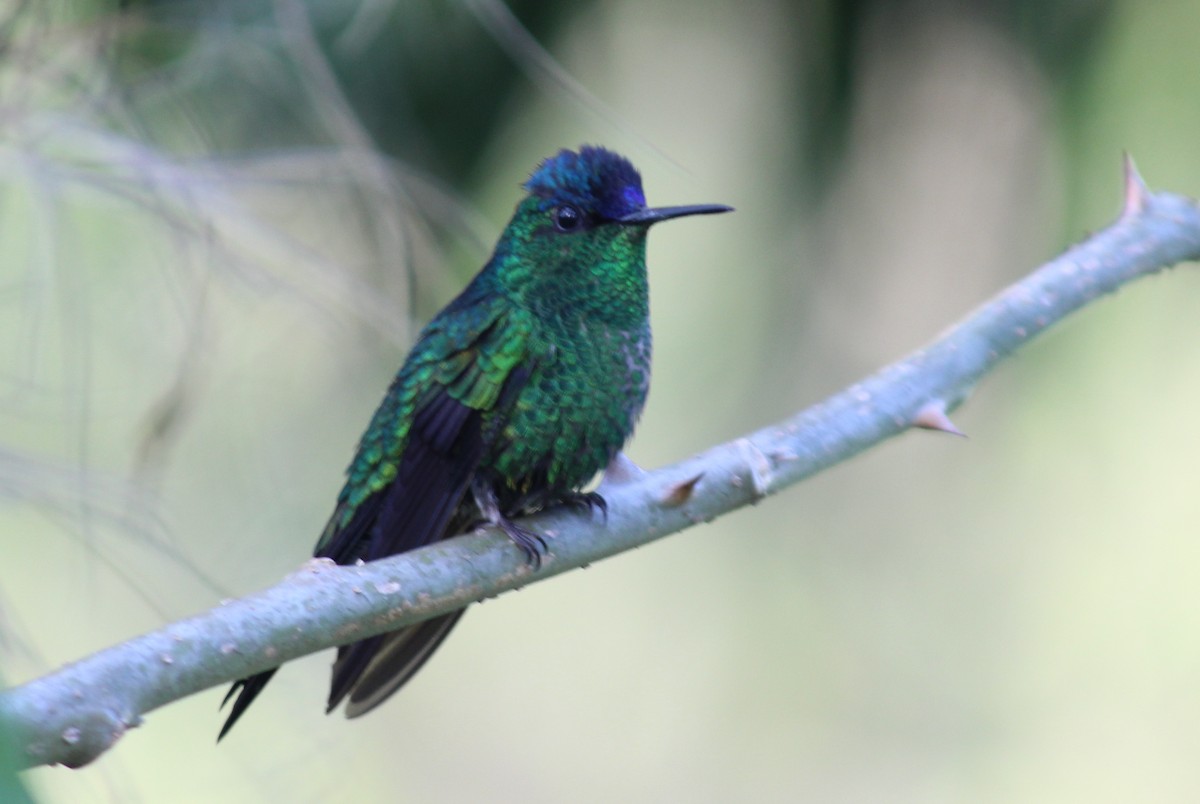 kolibřík fialovotemenný - ML76212781