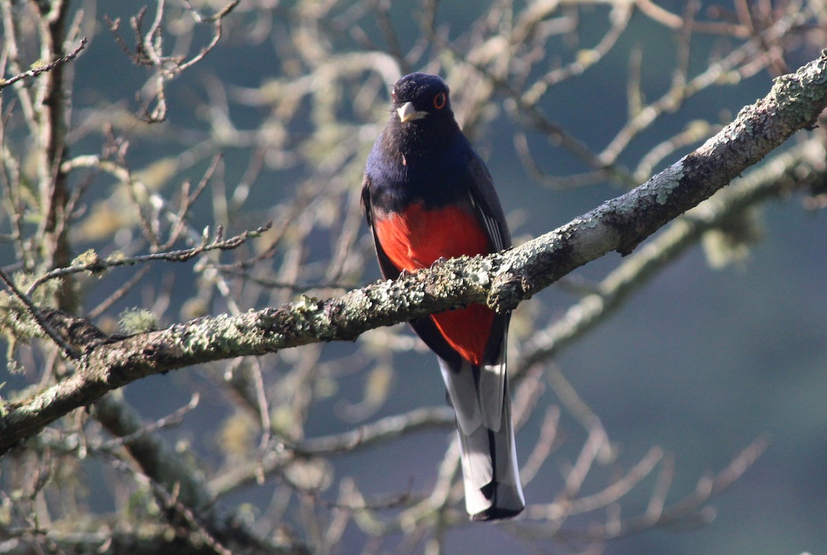 Surucua Trogon - ML76213001