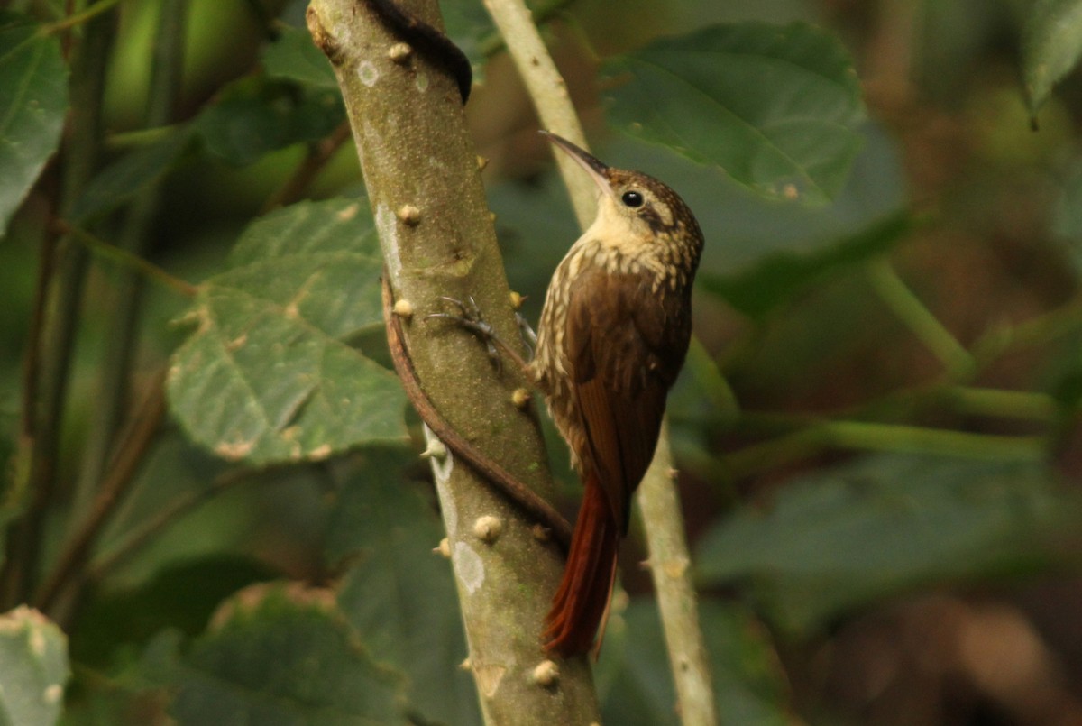 Lesser Woodcreeper - ML76213141