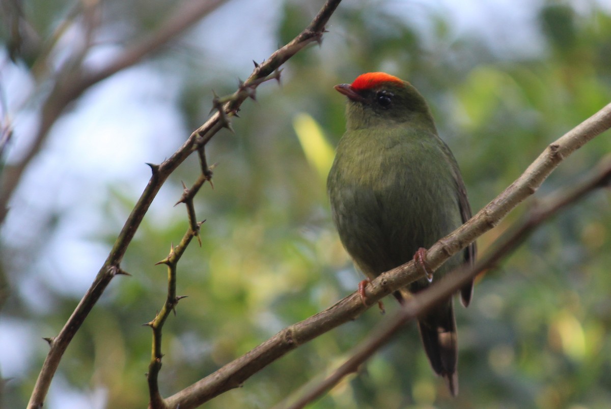 Manakin à longue queue - ML76213261