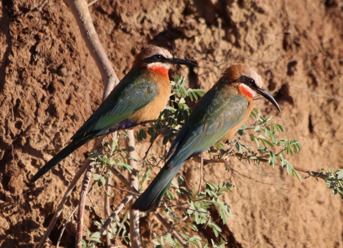 White-fronted Bee-eater - David Guarnieri