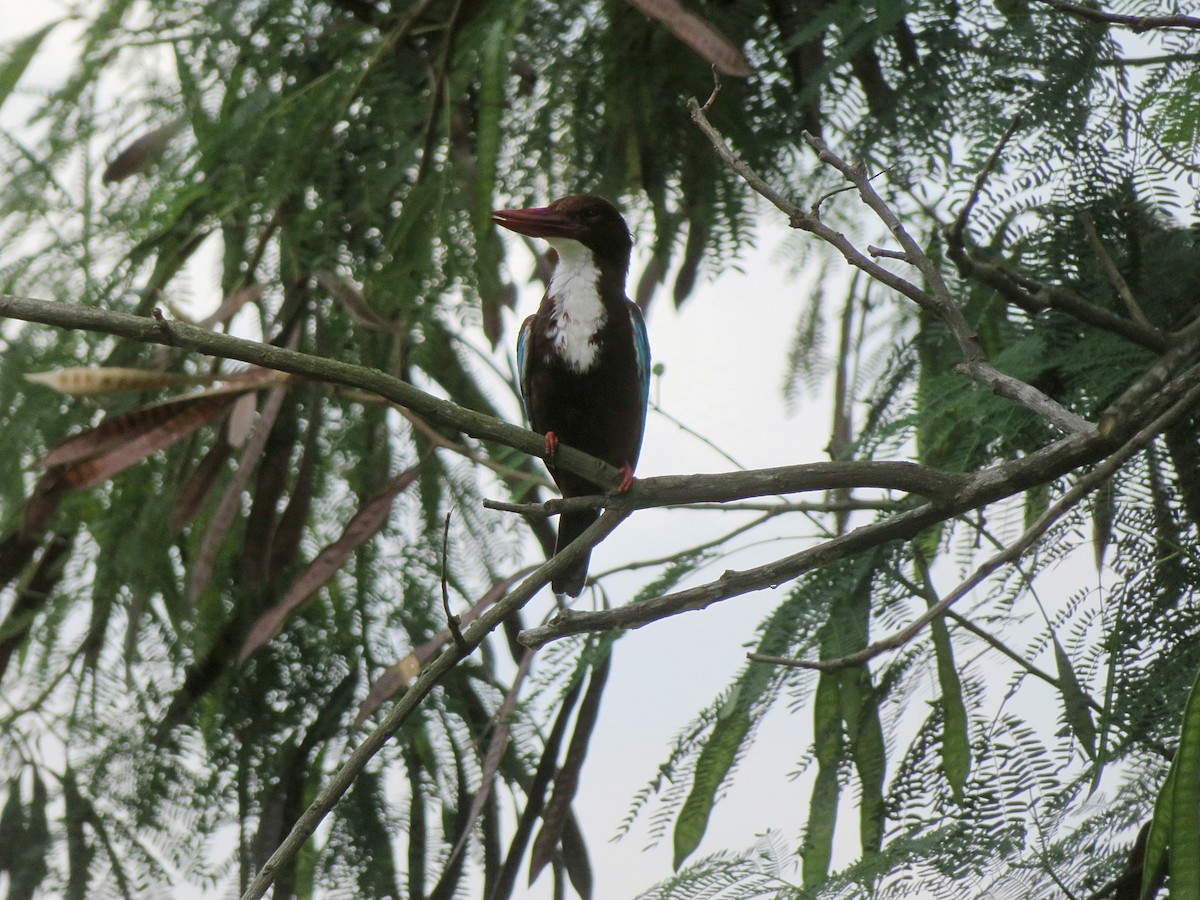 White-throated Kingfisher - ML76214381