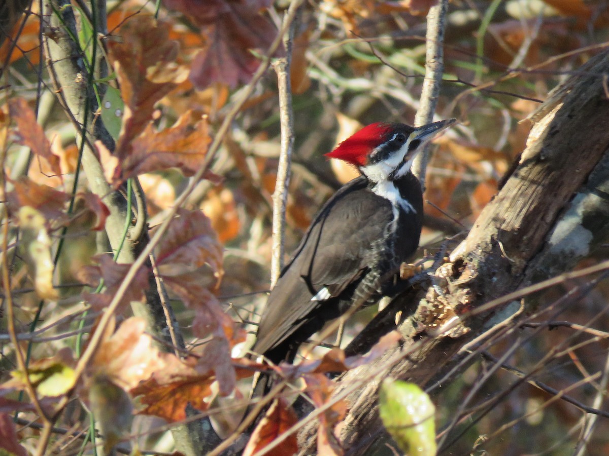 Pileated Woodpecker - ML76215271