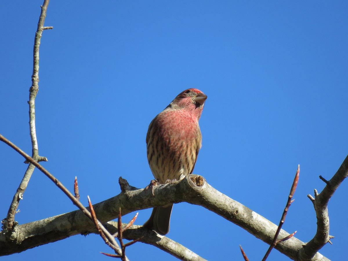 House Finch - ML76215741