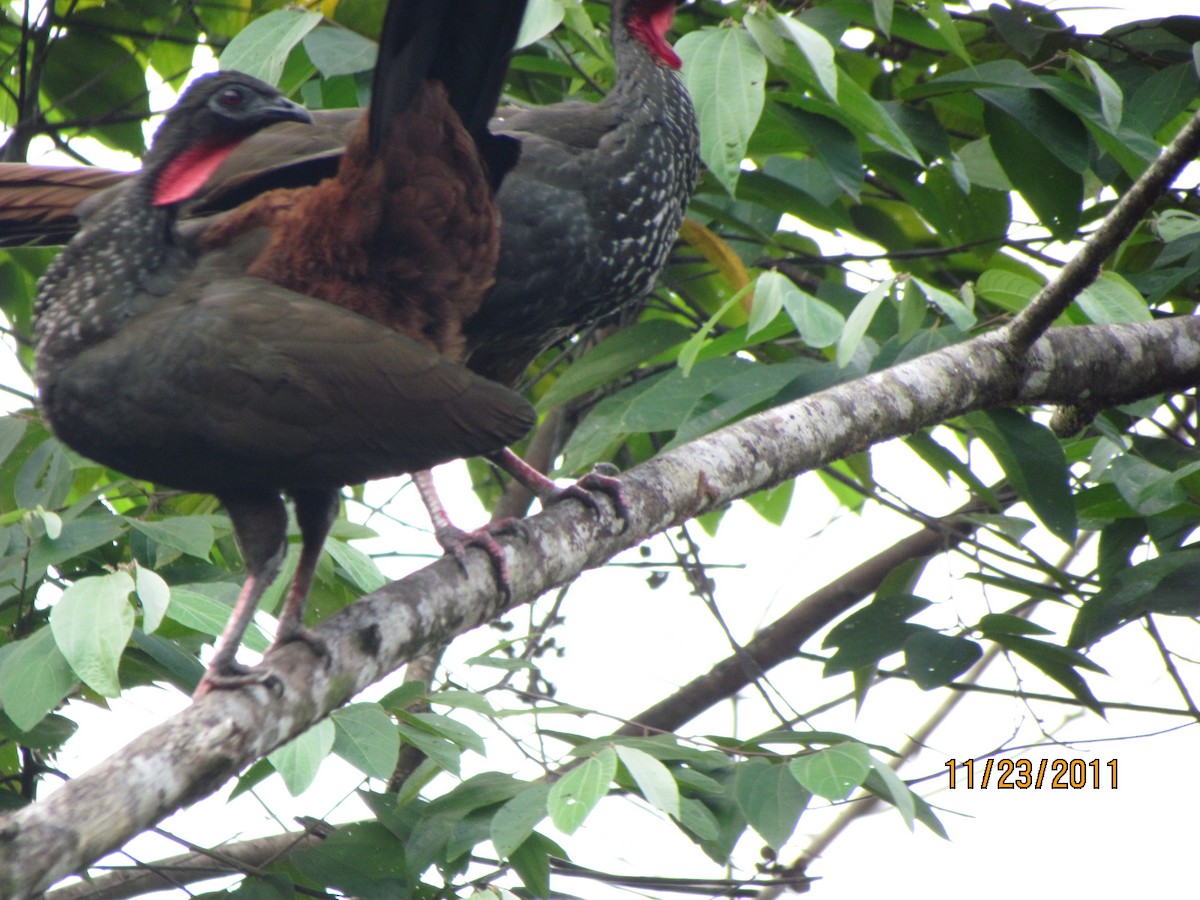Crested Guan - ML76216361