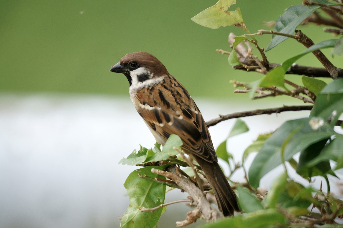 Eurasian Tree Sparrow - ML76216581