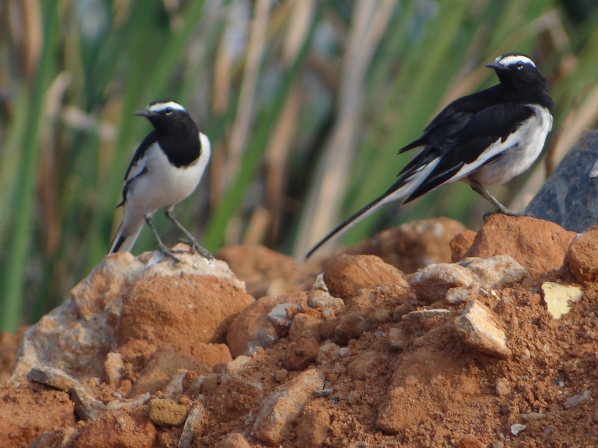 White-browed Wagtail - ML76218491