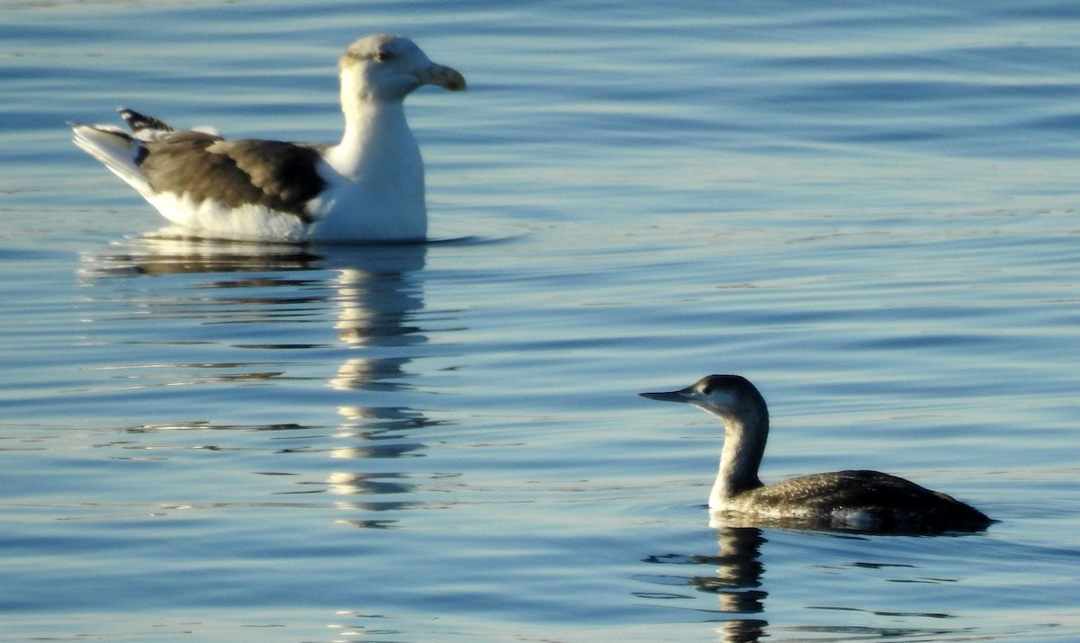Red-throated Loon - ML76220071