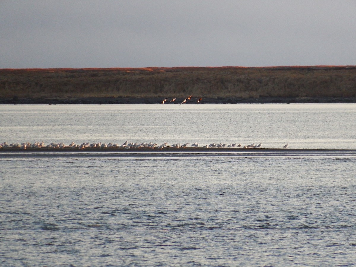 Glaucous Gull - ML76222411