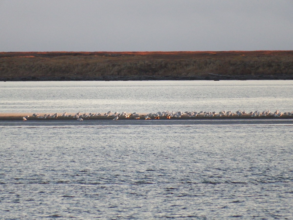 Glaucous Gull - ML76222421