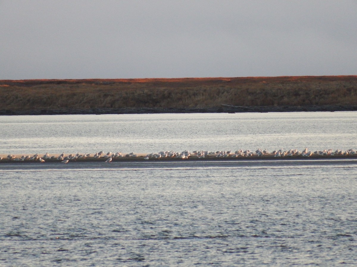 Glaucous Gull - ML76222431