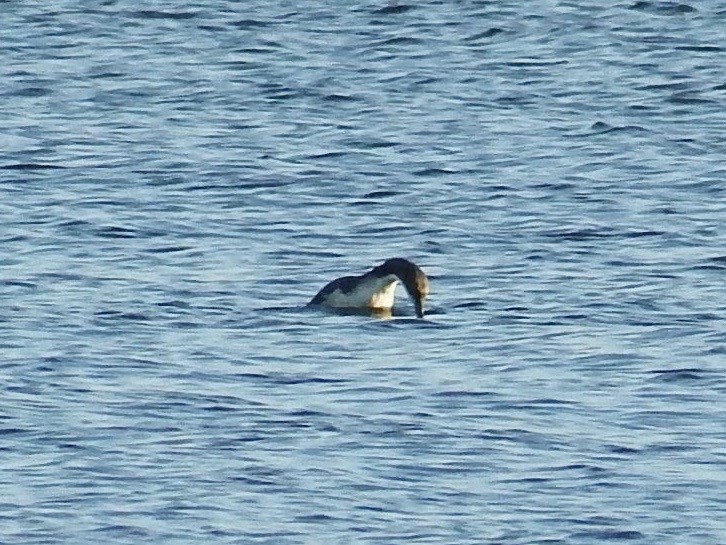 Arctic/Pacific Loon - ML76222811