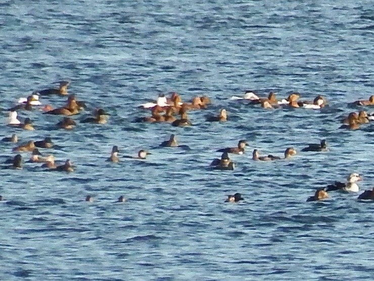 קטיפנית אמריקנית - ML76223421