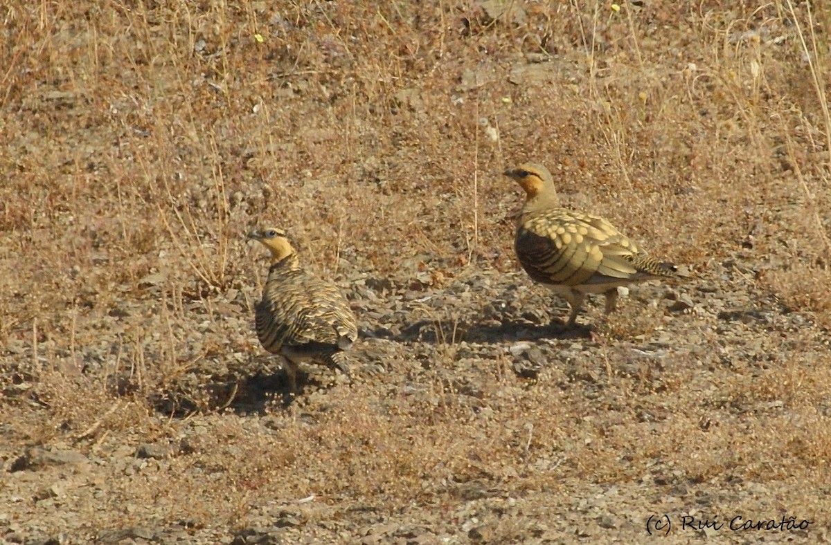 Pin-tailed Sandgrouse - Rui Caratão
