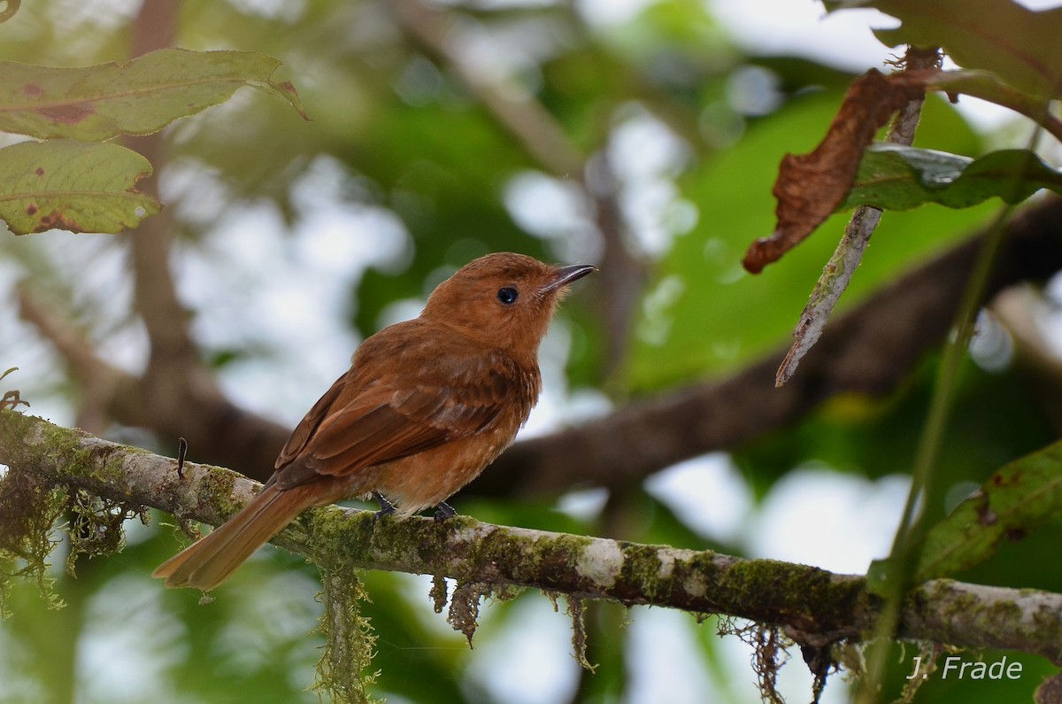 Rufous Mourner - ML76225201