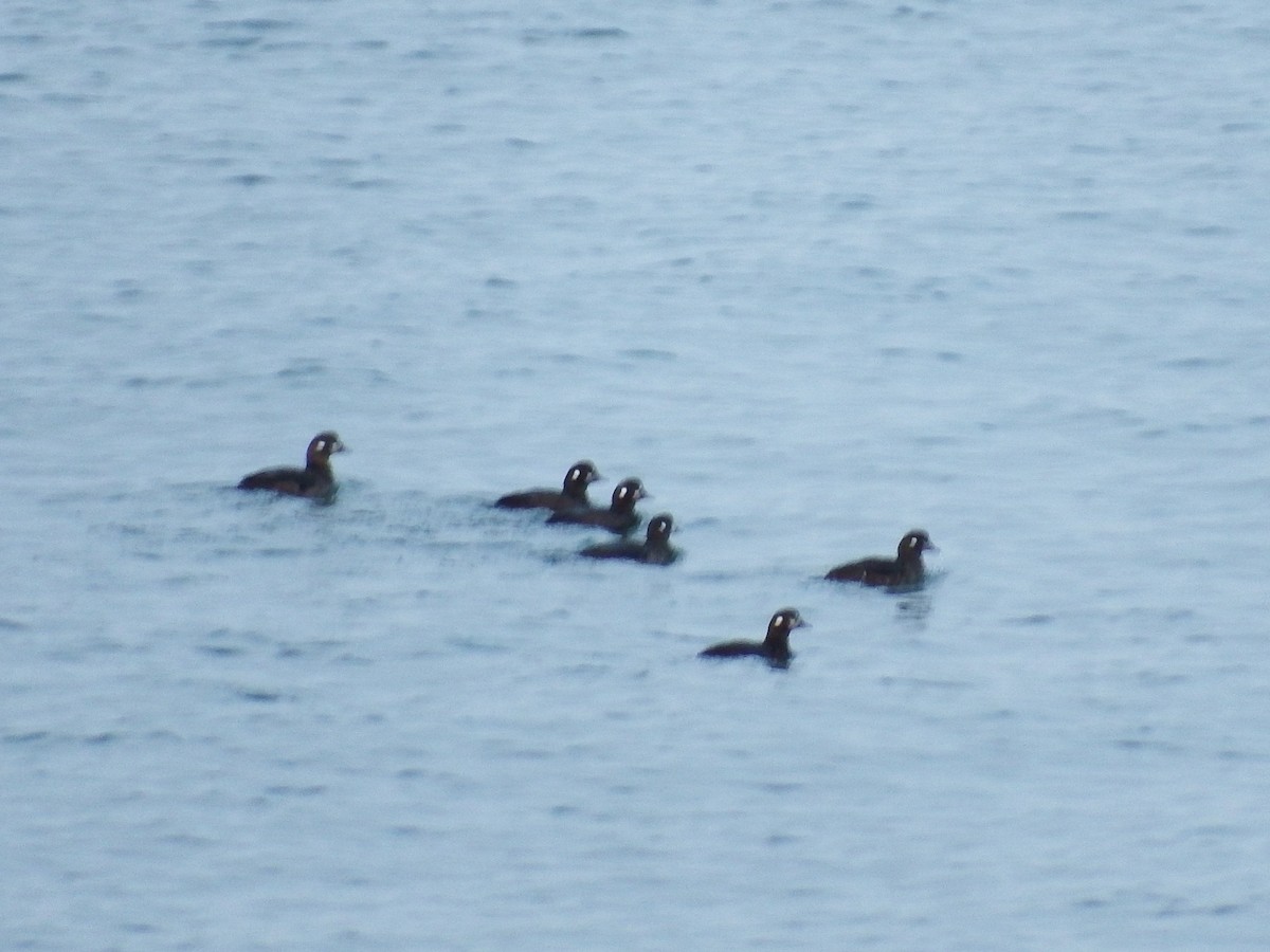 Harlequin Duck - ML76225591