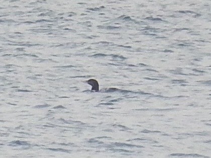 Yellow-billed Loon - Chris Rurik