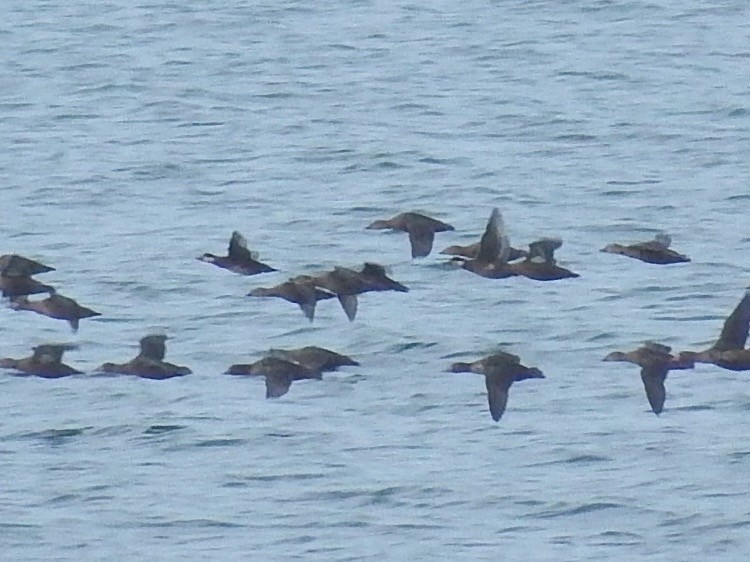 Black Scoter - Chris Rurik