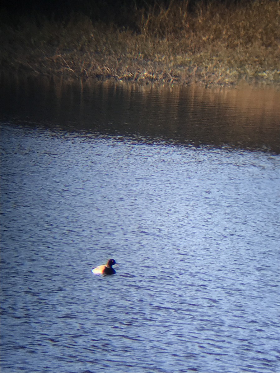 Greater Scaup - ML76226171