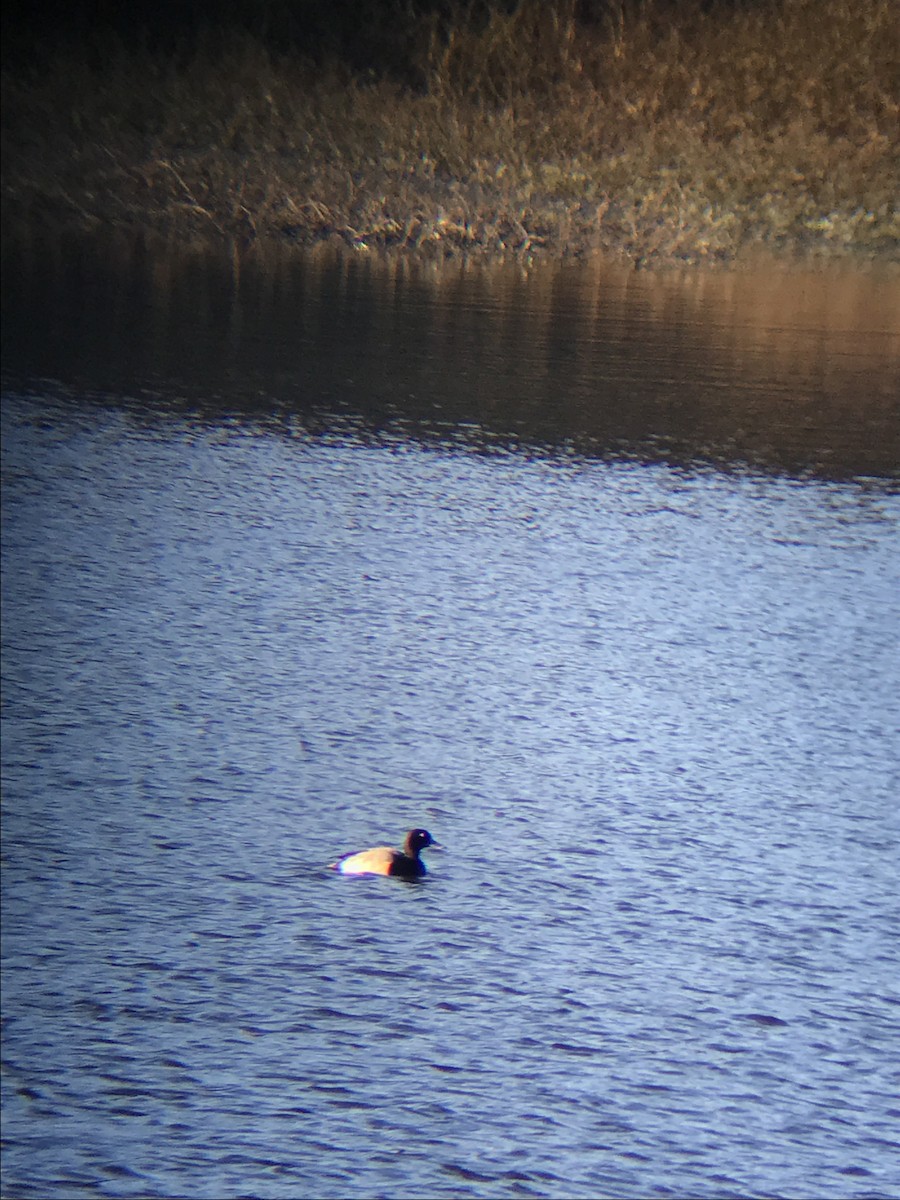 Greater Scaup - ML76226191
