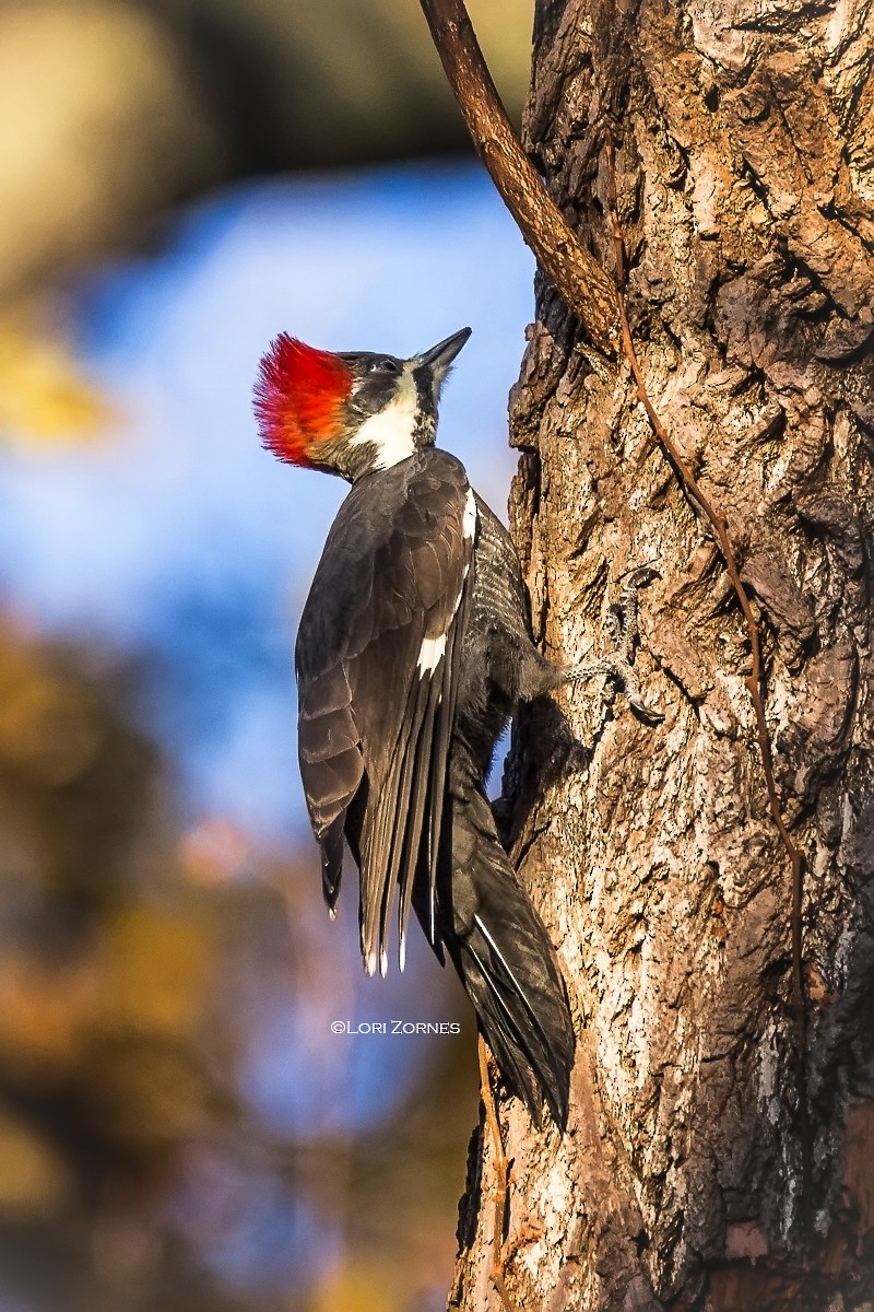 Pileated Woodpecker - ML76226671