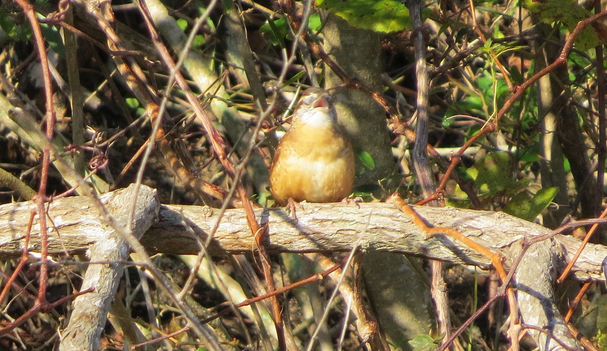 Carolina Wren - ML76227721