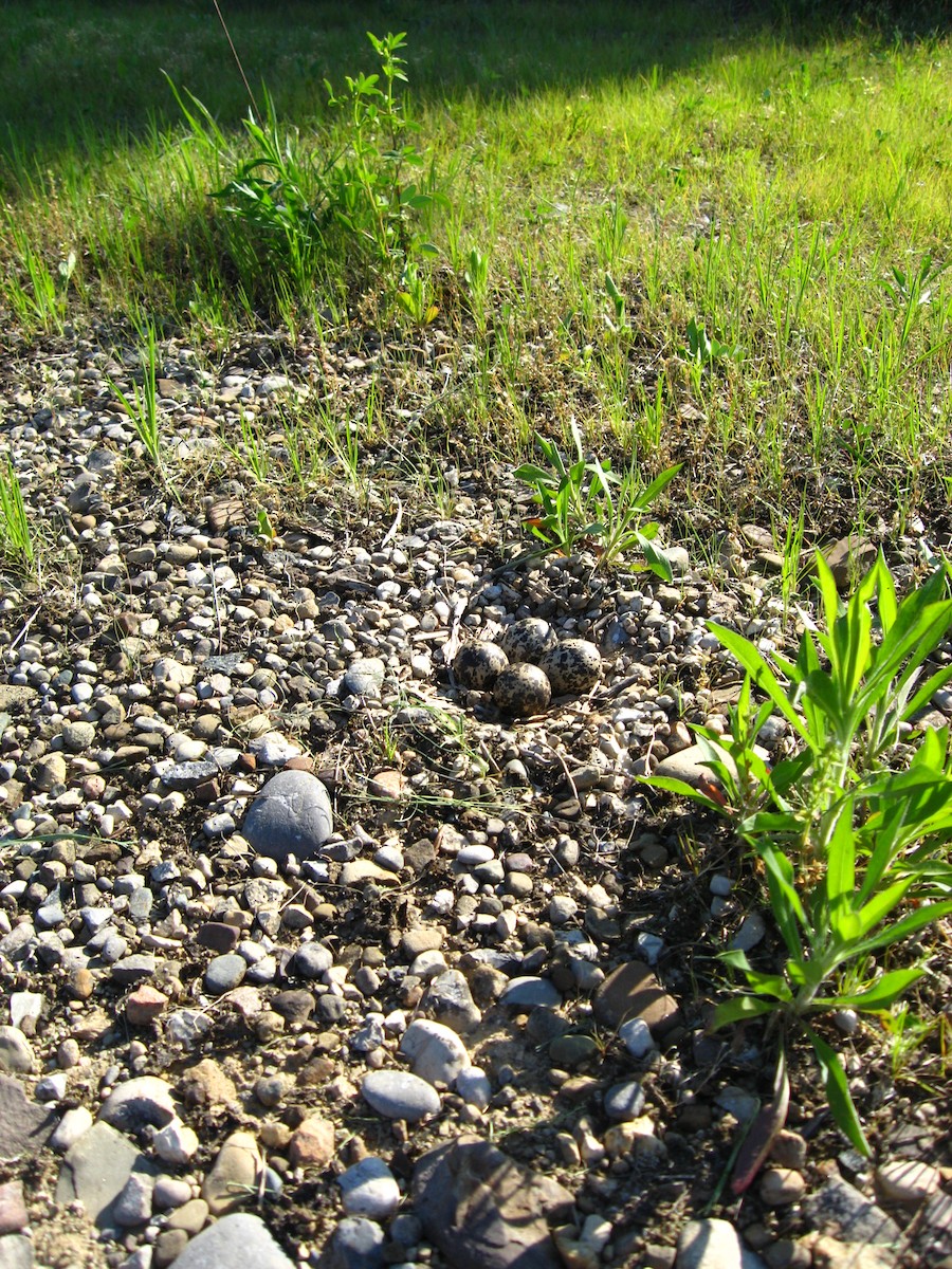 Pluvier kildir - ML76228261