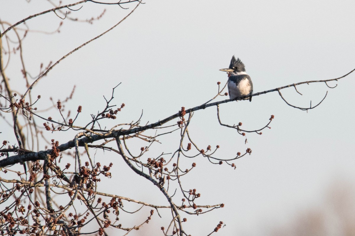 Belted Kingfisher - ML76229461