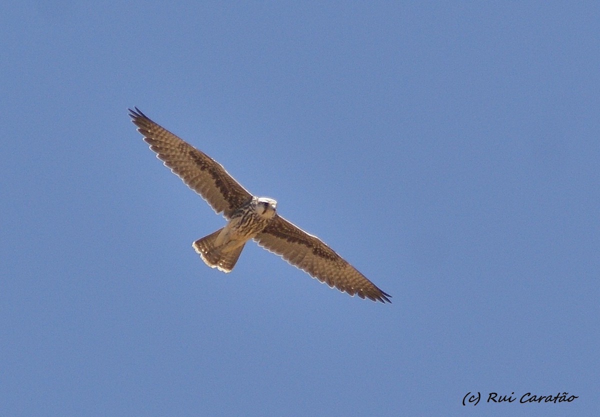 Lanner Falcon - Rui Caratão