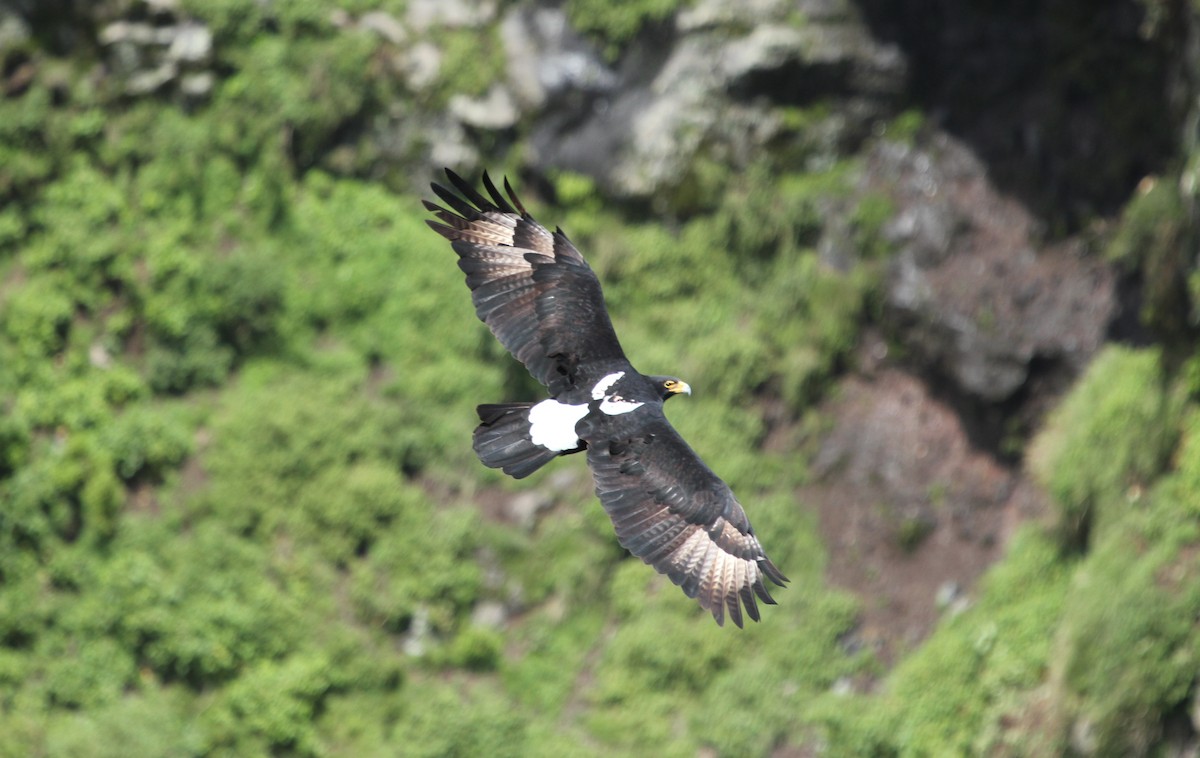 Verreaux's Eagle - ML76230291