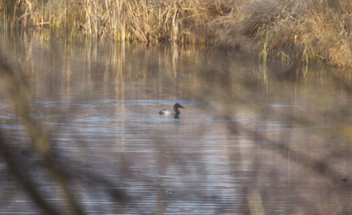 Canvasback - ML76230861