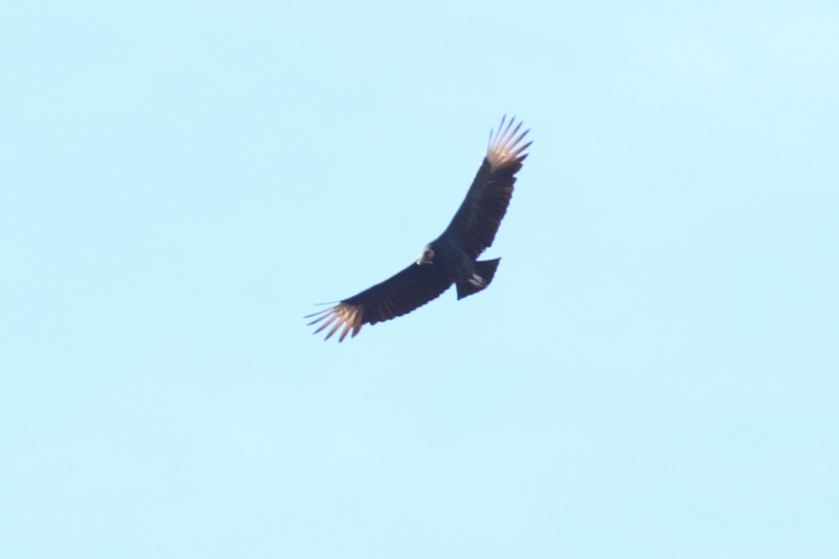 Black Vulture - Hugh Whelan