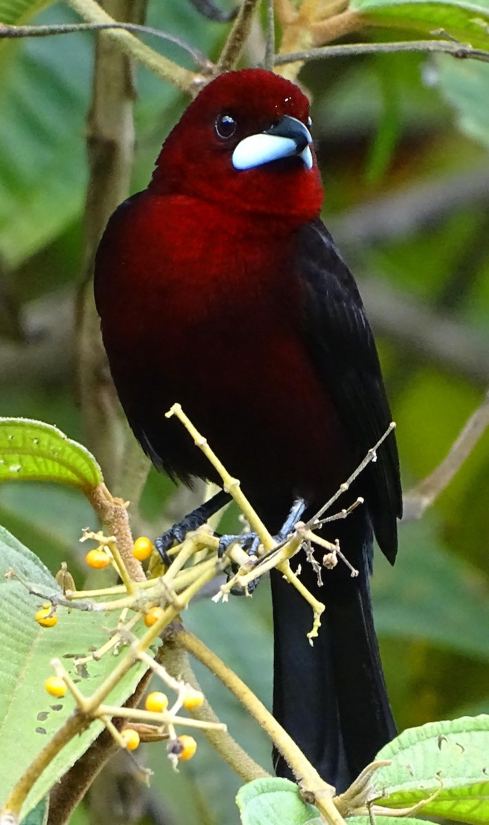 Silver-beaked Tanager - Jim Sweeney