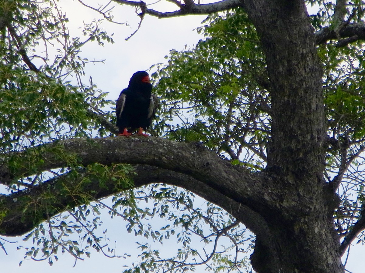 Bateleur des savanes - ML76238611