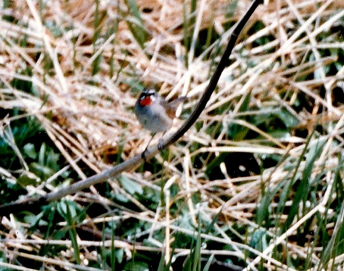 Siberian Rubythroat - ML76239161