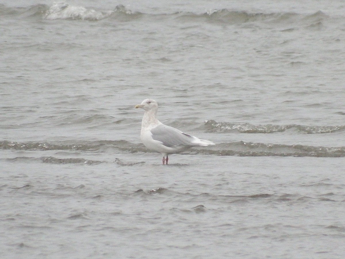 Glaucous Gull - ML76239511