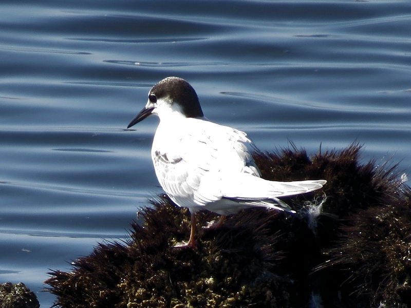 Common Tern - ML76242421