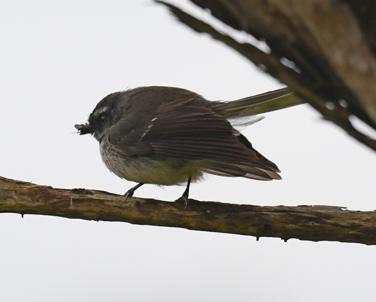 New Zealand Fantail - ML76242741