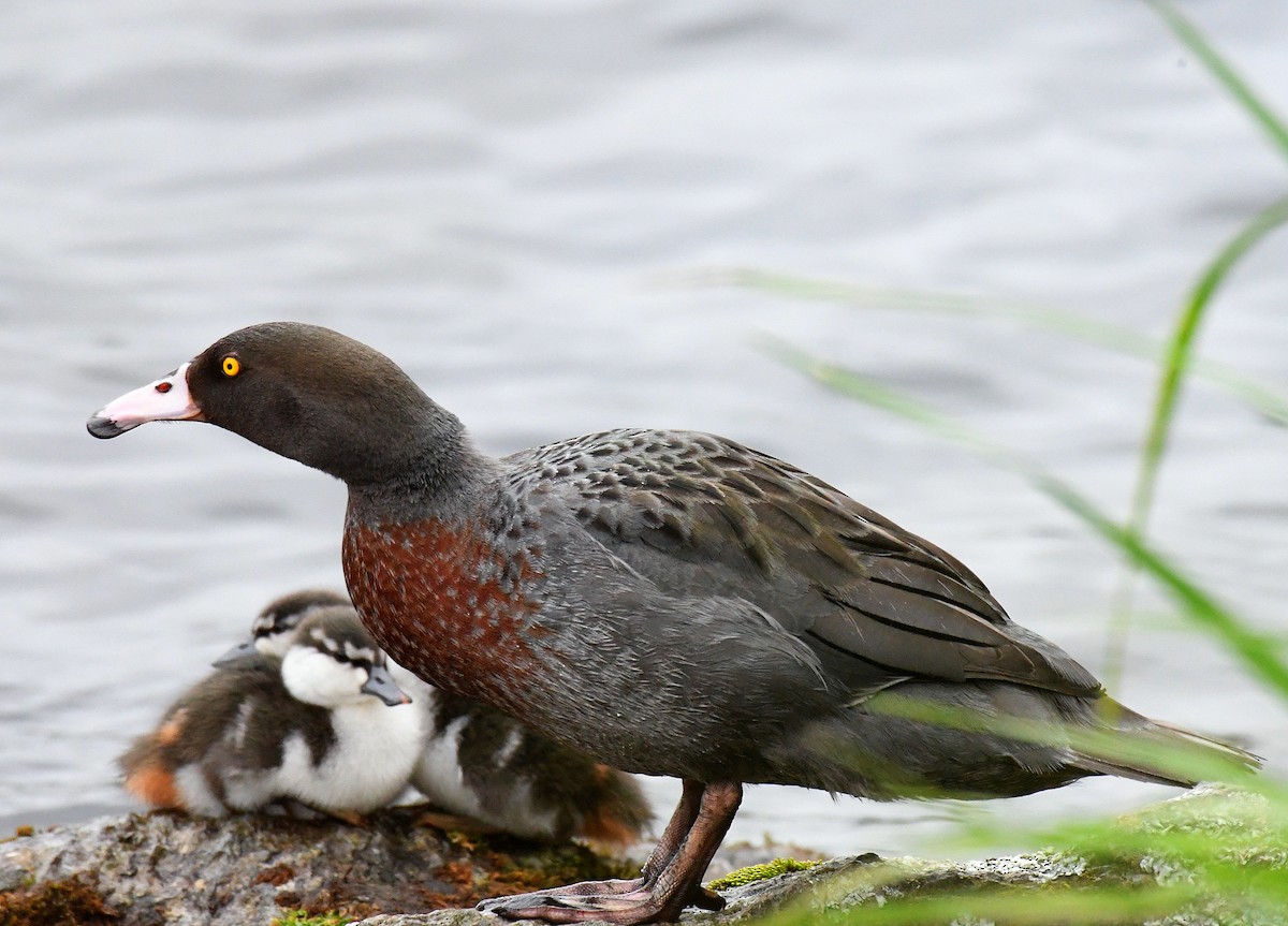 Blue Duck - ML76243061